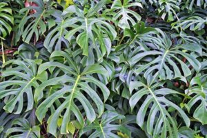 De gatenplant: kenmerken en verzorging