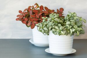 De Fittonia: kenmerken en verzorging van deze plant