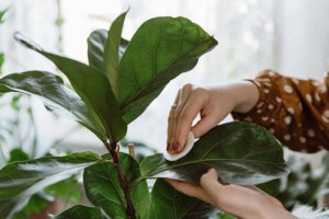 Ficus Lyrata: een trending tropische plant