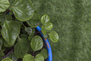 De geldplant: variëteiten en verzorging