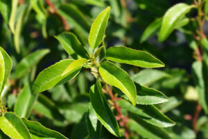 Laurierblaadjes en Feng Shui