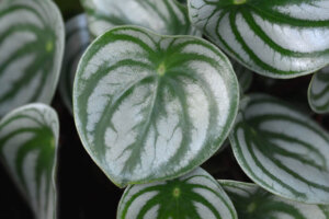 Peperomia: een mooie en gemakkelijk te verzorgen plant