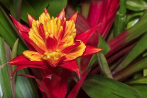 Bromelia's: leer hoe je ze kunt verzorgen en onderhouden