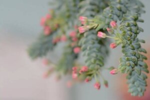 Vetplanten voor de entree van je huis