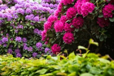 Winterklare tuinen: hoe je je tuin kunt voorbereiden op de winter