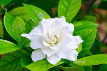 Gardenia's en de geur die je verliefd maakt