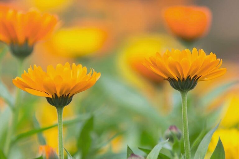 Ontdek de ideale planten voor de herfst
