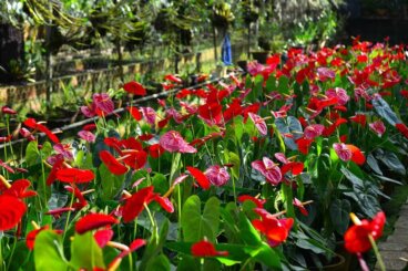 Rode planten om je tuin met vreugde te vullen