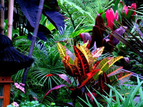 De beste tropische planten voor in huis