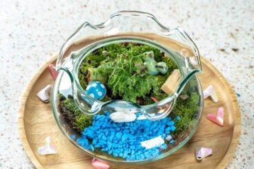 Creëer thuis je eigen watertuin