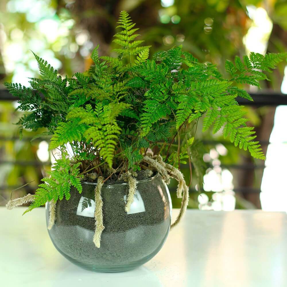 De beste tropische planten voor in huis